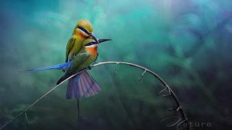 Birds wildlife bee eaters twig wallpaper