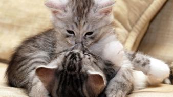 Cats animals kittens wallpaper