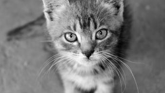 Cats animals pleasure monochrome madness wallpaper