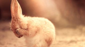 Cute sad bunny wallpaper