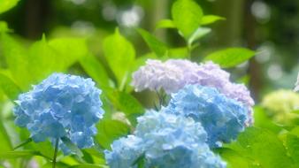 Flowers blue hydrangeas wallpaper