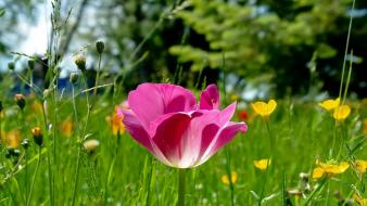 Flowers grass pink wallpaper