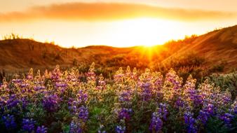 Flowers hills san francisco sunlight meadows lupine wallpaper