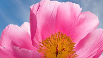 Flowers macro pollen pink wallpaper