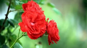 Flowers roses red wallpaper