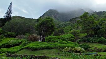 Green mountains landscapes nature trees jungle forest fog wallpaper