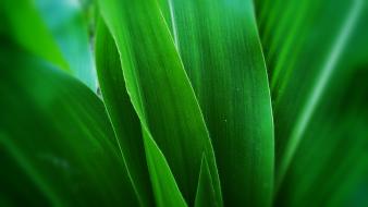 Green plants wallpaper
