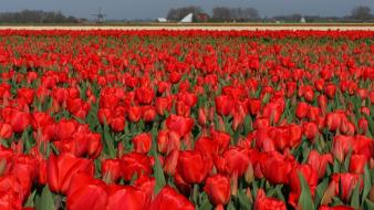 Landscapes flowers fields tulips holland red wallpaper