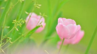 Nature flowers pink wallpaper