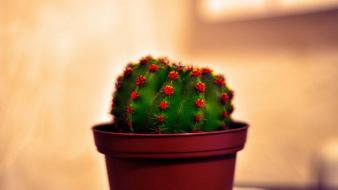 Nature plants cactus photomanipulation potted plant wallpaper