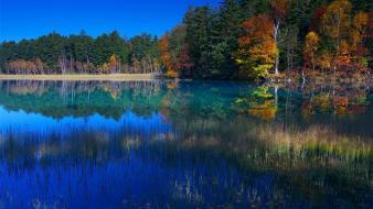 Nature trees autumn (season) multicolor lakes reeds wallpaper