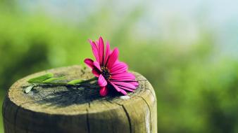 Nature trees flowers wood red pink wallpaper