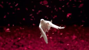 Women models asians korean dove wallpaper