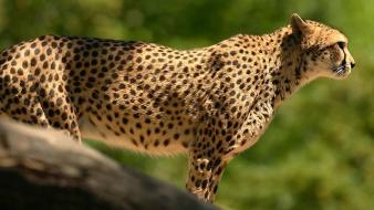 Animals cheetahs feline wallpaper