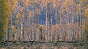 Autumn (season) hole wyoming aspen wallpaper