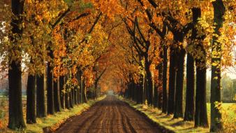 Autumn (season) holland wallpaper