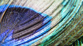 Feathers macro peacocks wallpaper