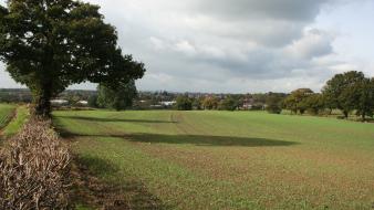 Fields english oak countryside ripley, england wallpaper