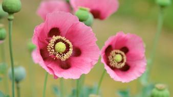 Flowers apple inc. macintosh pink poppies mountain lion wallpaper