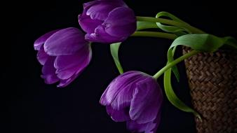 Flowers tulips purple wallpaper