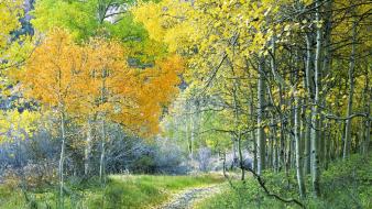 Forest california aspen sierra eastern wallpaper