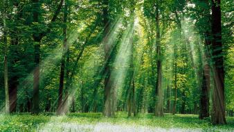 Forest magical wallpaper