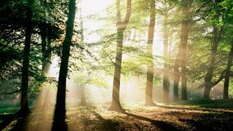 Forest morning mystical wallpaper