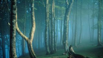 Forest spain wallpaper