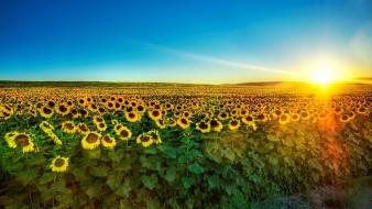Landscapes nature flowers fields sunlight sunflowers wallpaper