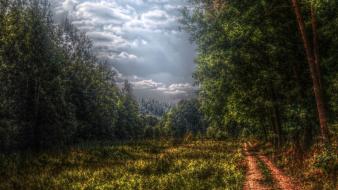 Landscapes nature forest wallpaper