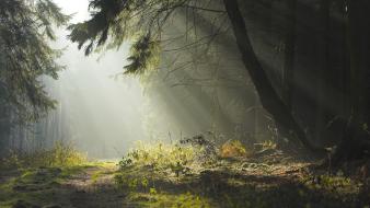 Landscapes nature forest sunlight wallpaper