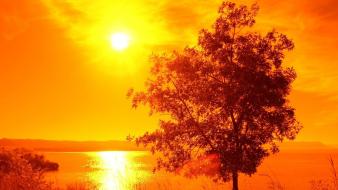 Landscapes nature sun trees golden sea wallpaper