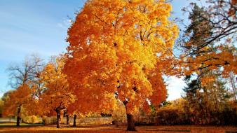 Landscapes nature trees autumn (season) wallpaper