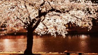 Landscapes nature trees monochrome wallpaper