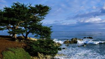 Landscapes nature trees wallpaper