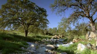 Landscapes nature trees wallpaper