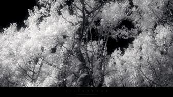 Landscapes winter trees monochrome wallpaper