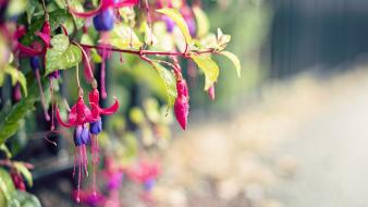 Nature flowers macro fuschia wallpaper