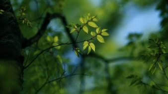 Nature trees leaves wallpaper