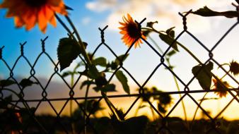 Sunset clouds nature artistic flowers fences artwork sunflowers wallpaper