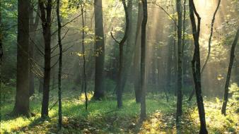Tennessee national park cove great smoky mountains wallpaper
