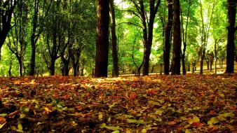 Trees forest leaves brown wallpaper