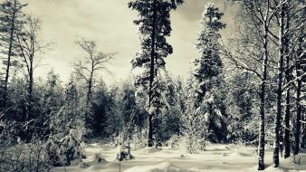 Forests landscapes nature skyscapes snow wallpaper