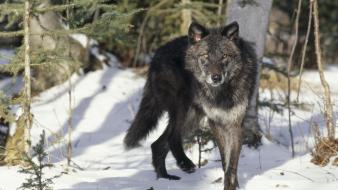 Animals black gray wolves wallpaper