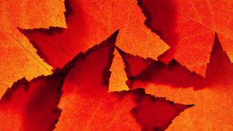 Abstract autumn leaves wallpaper