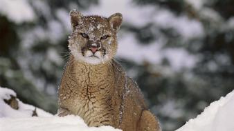 Animals mountain lions wallpaper