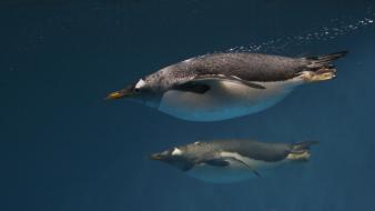 Birds gentoo pair penguins wallpaper