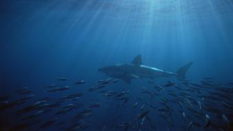 Neptune great white shark islands south australia wallpaper