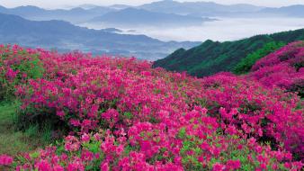 North carolina mountains parkway pink flowers wildflowers wallpaper