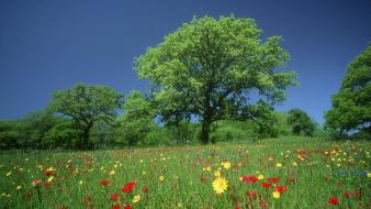 Texas meadows wildflowers wallpaper